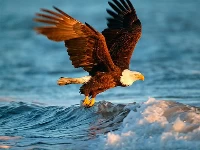 Animals jigsaw puzzle - eagle