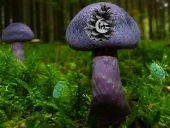 Mushroom forest adventure