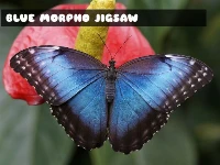 Blue morpho butterfly jigsaw